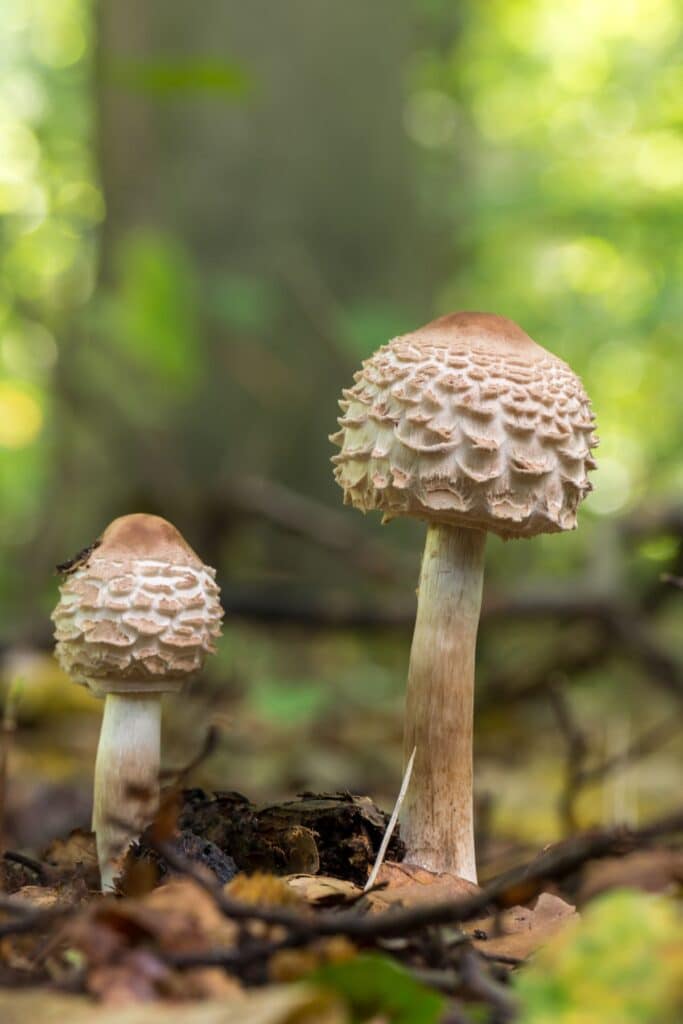 Toxic False Parasol Identification and Lookalikes - Mushroom Appreciation