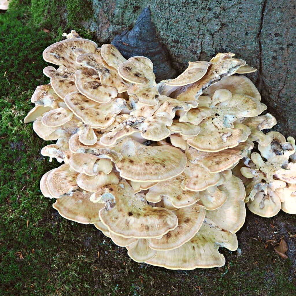 Edible Mushrooms - Mushroom Appreciation