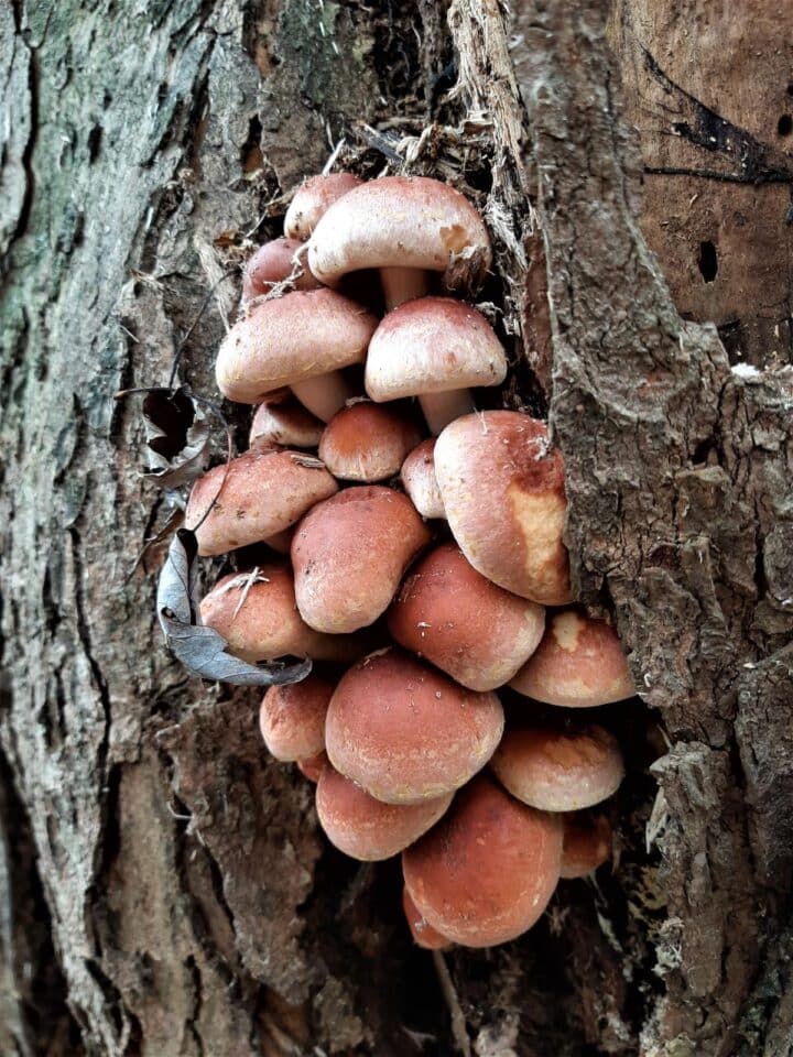 Brick Cap Mushrooms Identification And Foraging Guide Mushroom Appreciation