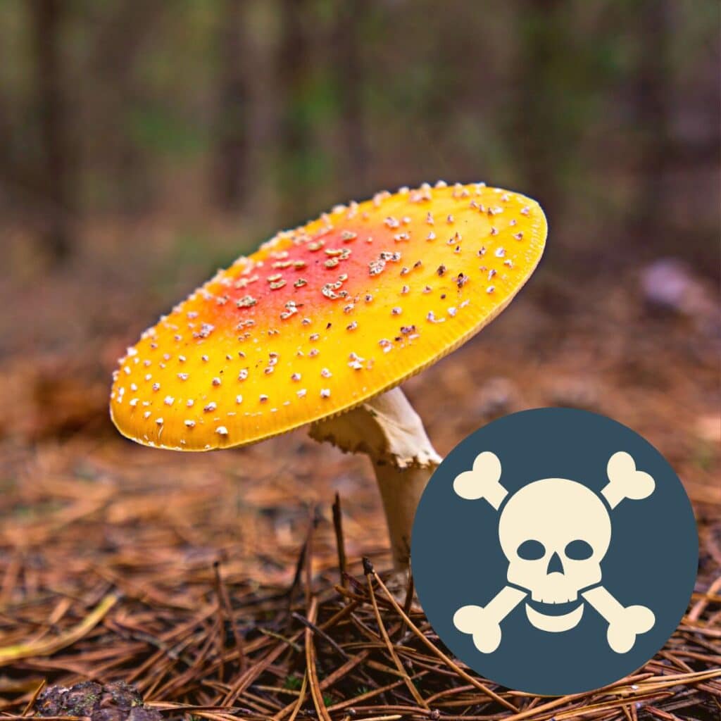 Poisonous Mushrooms Mushroom Appreciation 8515