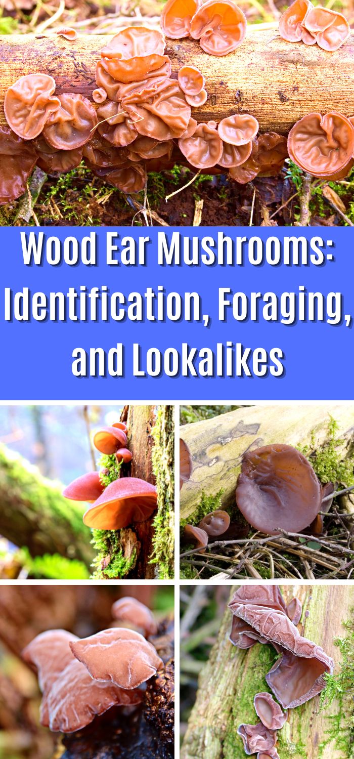 Wood Ear Mushrooms: Identification, Foraging, and Lookalikes - Mushroom ...