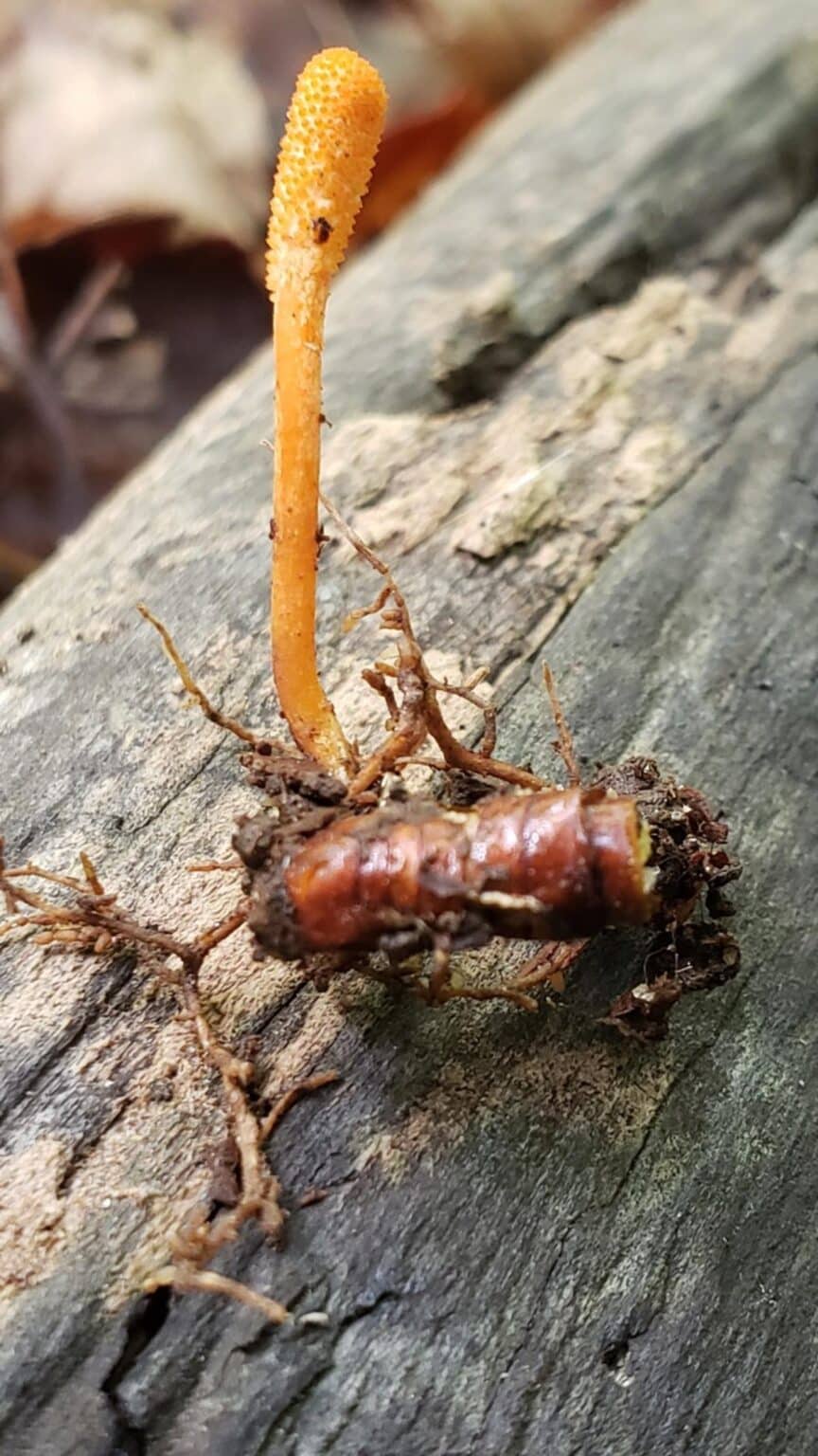 Guide To The Cordyceps Mushrooms Of North America Mushroom Appreciation