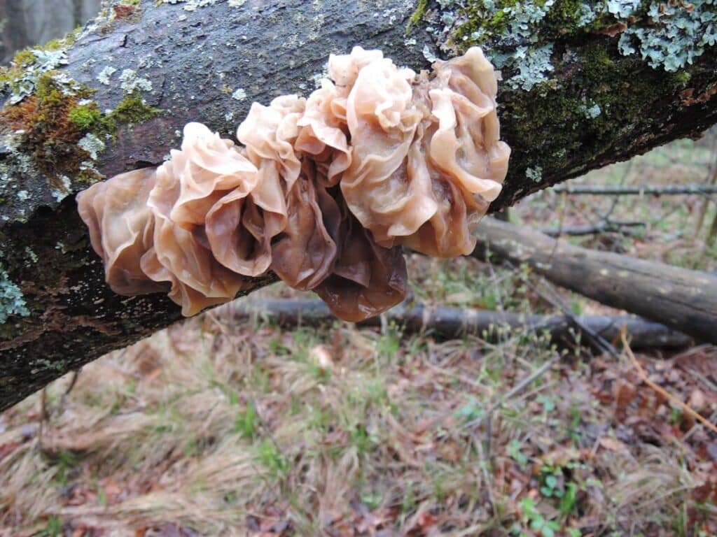 Amber Jelly Roll Fungus: Identification, Foraging, and Uses - Mushroom ...