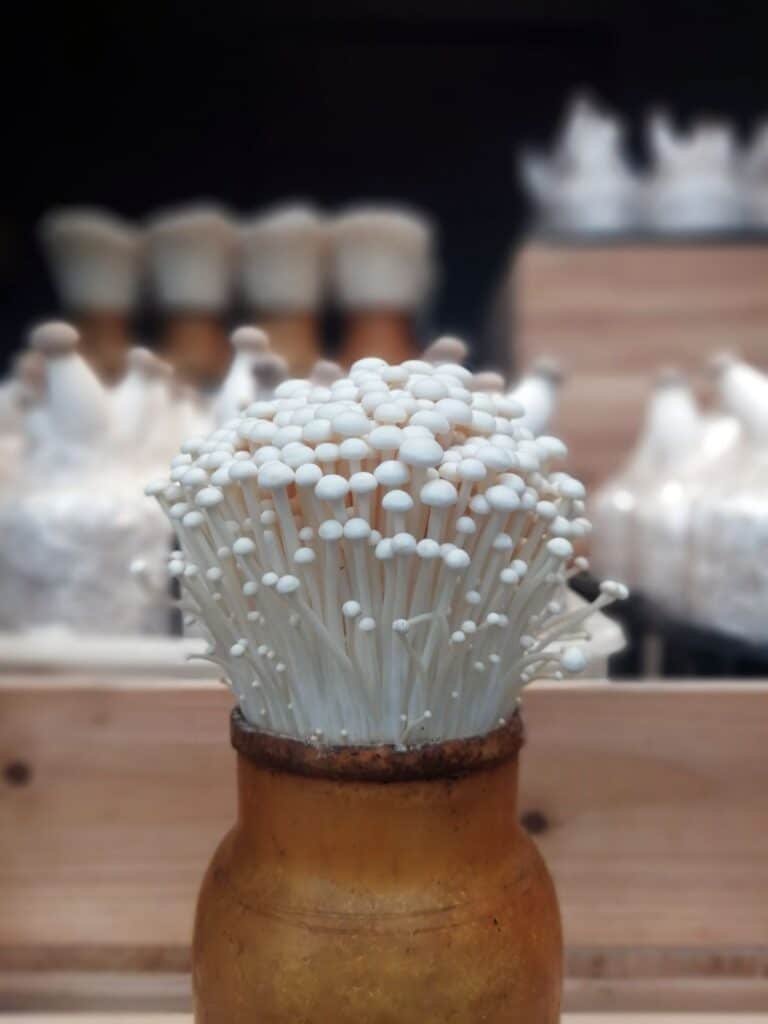 The Two Enoki Mushrooms Foraging, Identification, and Cultivation Mushroom Appreciation