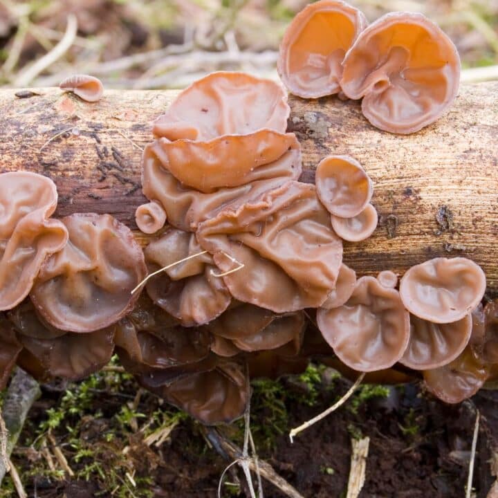 Wood Ear Mushrooms: Identification, Foraging, and Lookalikes - Mushroom ...