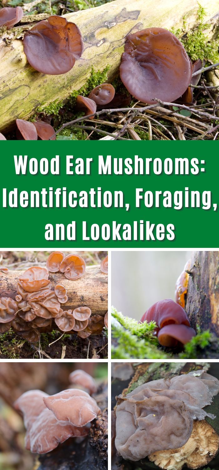 Wood Ear Mushrooms: Identification, Foraging, and Lookalikes - Mushroom ...