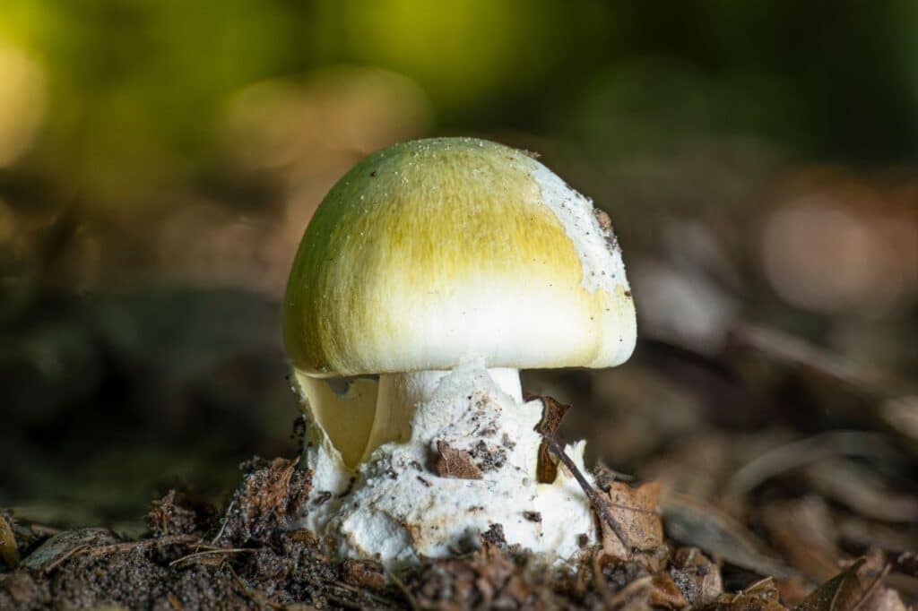 The Death Cap And Other Poisonous Amanita Mushrooms Mushroom Appreciation 3236