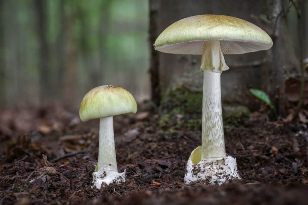 Big Sheath Mushroom: Identification, Lookalikes, and Edibility ...