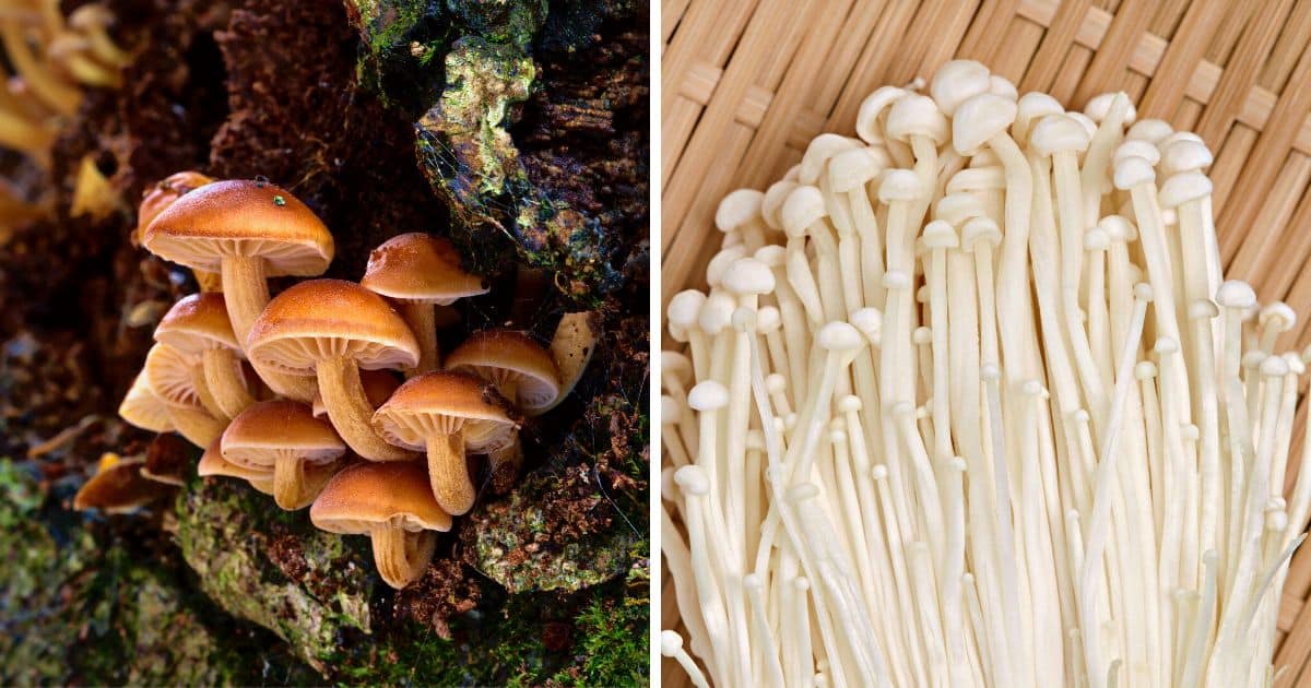 The Two Enoki Mushrooms Foraging Identification And Cultivation Mushroom Appreciation 4115