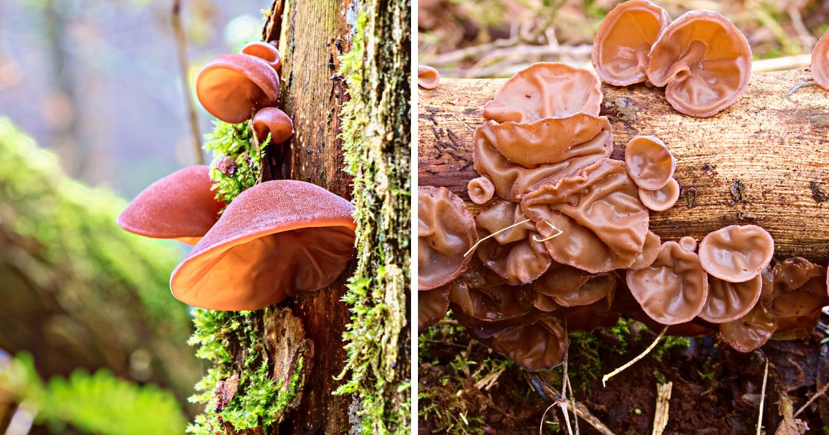 Wood Ear Mushrooms Identification, Foraging, and Lookalikes Mushroom