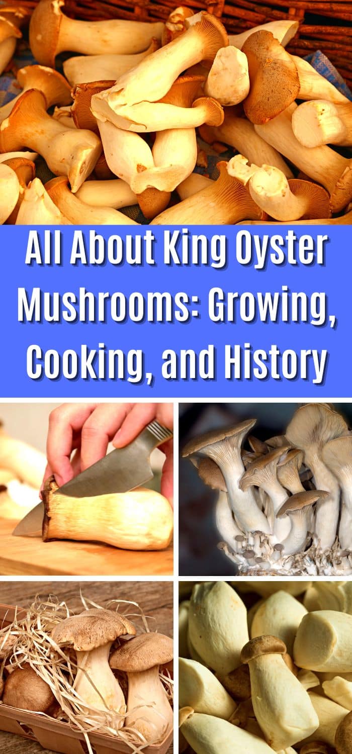 All About King Oyster Mushrooms: Growing, Cooking, and History ...
