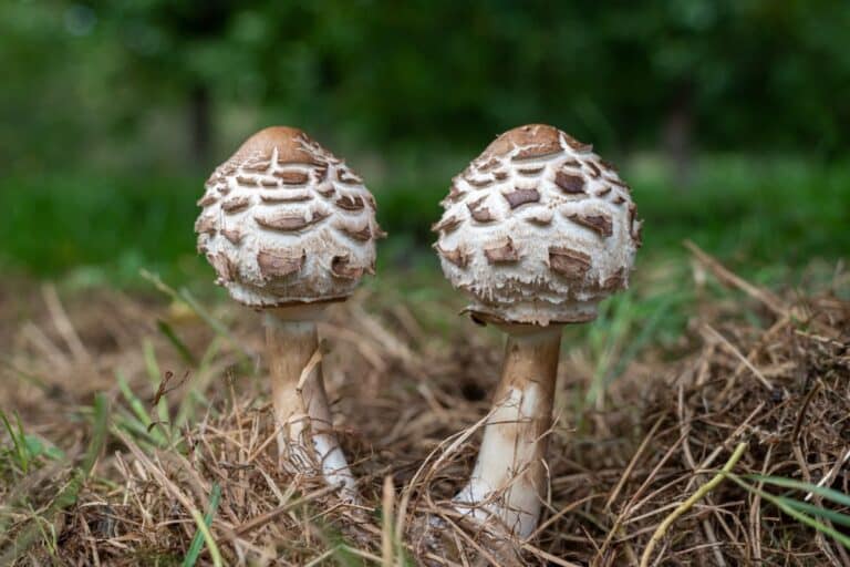 Shaggy Parasol: Identification, Foraging, and Cautions - Mushroom ...