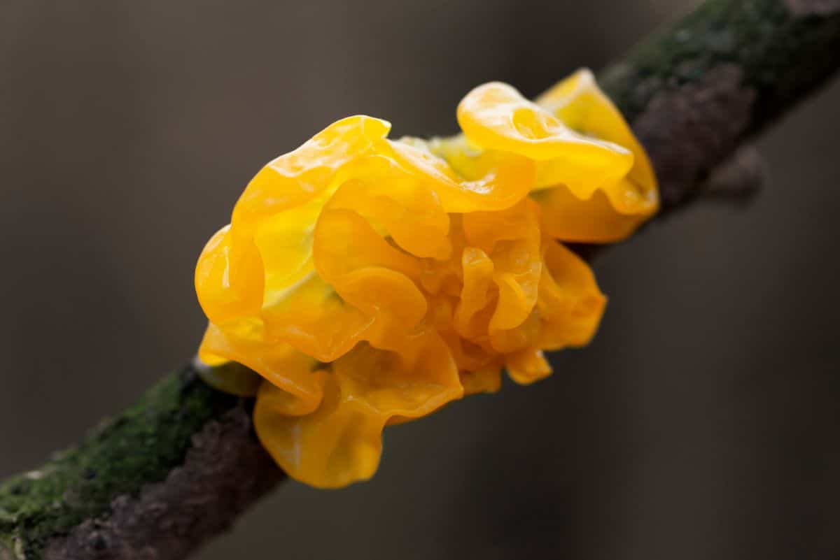 witches butter fungus
