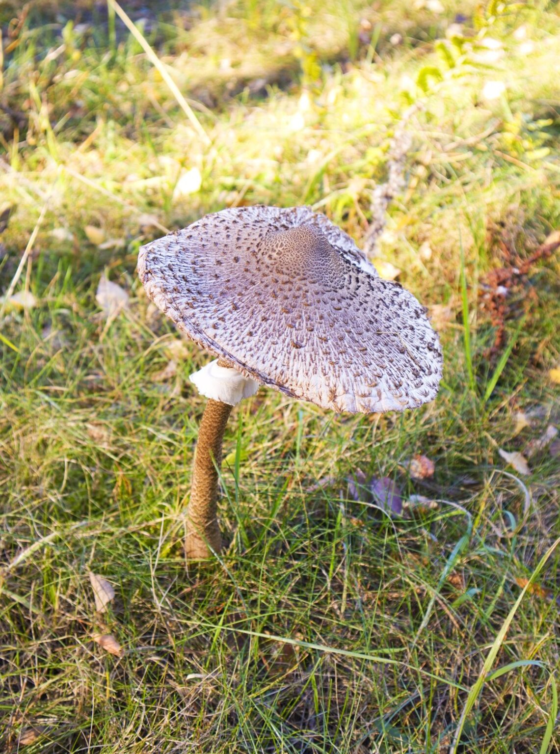 Parasol Mushrooms Identification, Foraging, and Troublesome Lookalikes