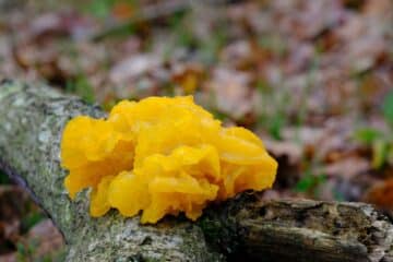 Witches' Butter: Species, Foraging, and Cooking This Odd Fungus ...