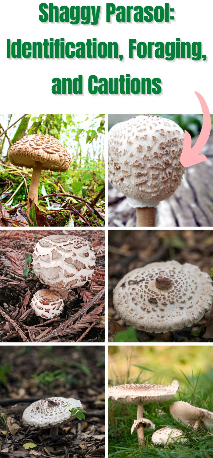 Shaggy Parasol: Identification, Foraging, and Cautions - Mushroom ...