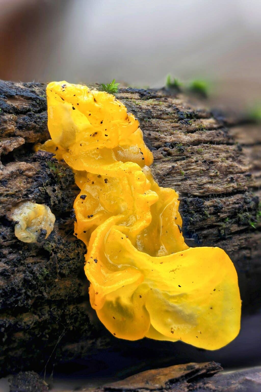 Witches Butter: Species, Foraging, and Cooking This Odd Fungus 