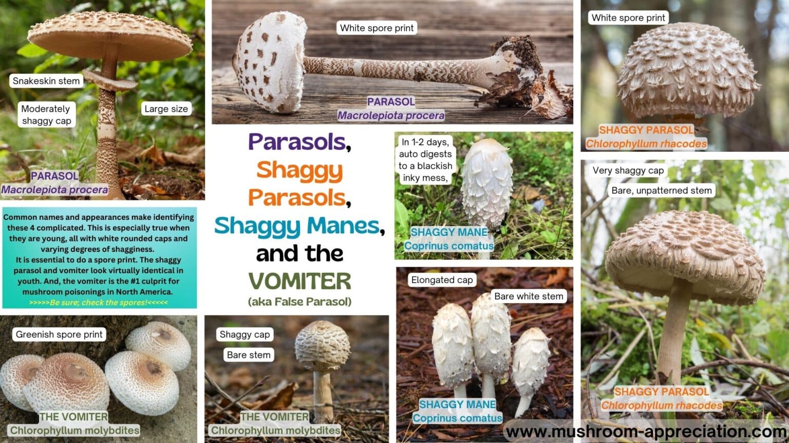 Parasol Mushrooms: Identification, Foraging, And Troublesome Lookalikes 