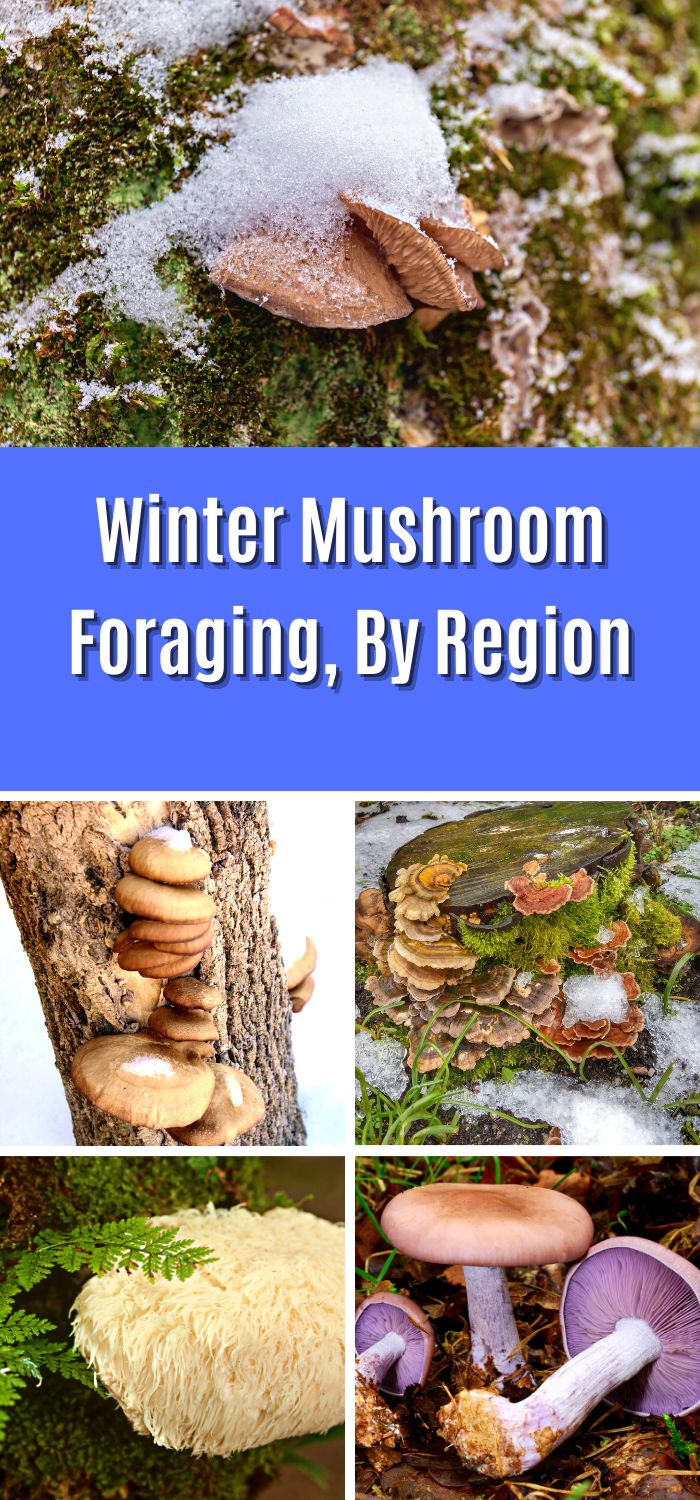 Winter Mushroom Foraging, By Region - Mushroom Appreciation