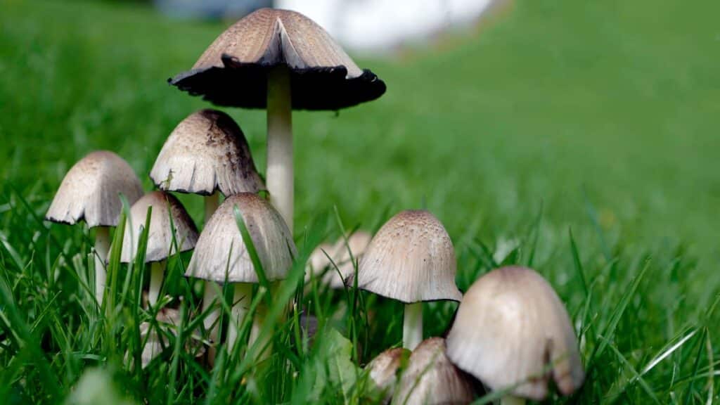 Inky Cap Mushrooms: Identification, Foraging, and Cooking - Mushroom ...