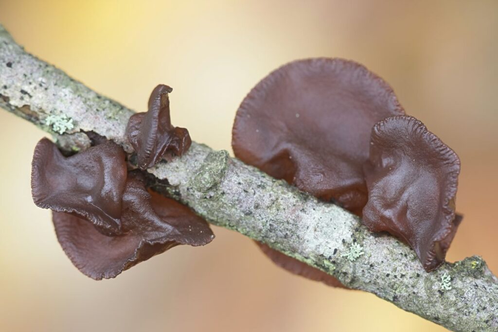 amber-jelly-roll-fungus-identification-foraging-and-uses-mushroom