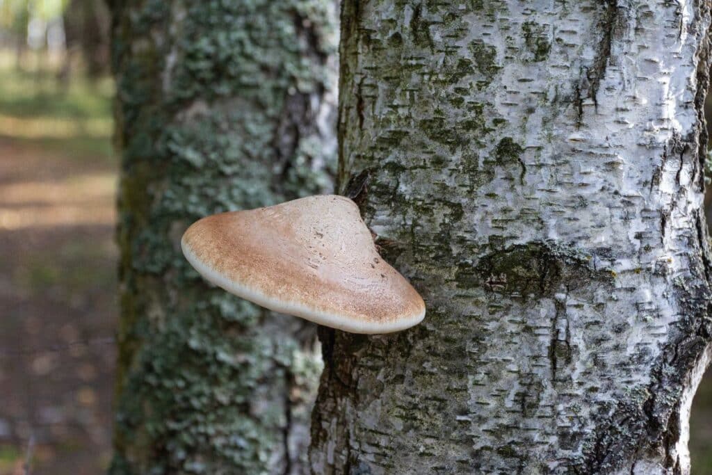 Birch Polypore: Identification, Foraging, and Uses - Mushroom Appreciation