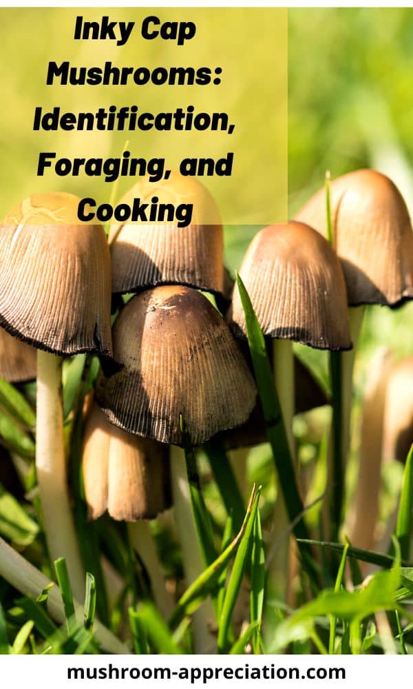 inky-cap-mushrooms-identification-foraging-and-cooking-mushroom