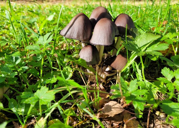 Inky Cap Mushrooms Identification Foraging And Cooking Mushroom Appreciation