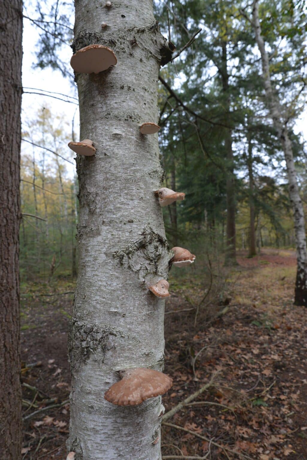 Birch Polypore: Identification, Foraging, and Uses - Mushroom Appreciation