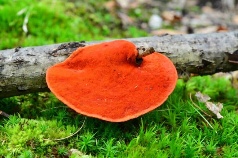 Cinnabar Polypores: Identifying the Bright Red Bracket Fungus ...