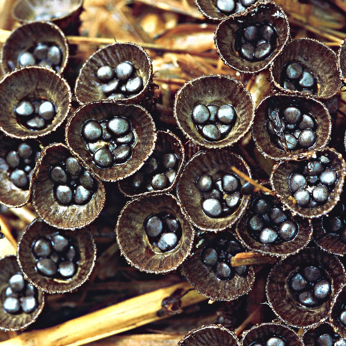 Mushroom Species Mushroom Appreciation