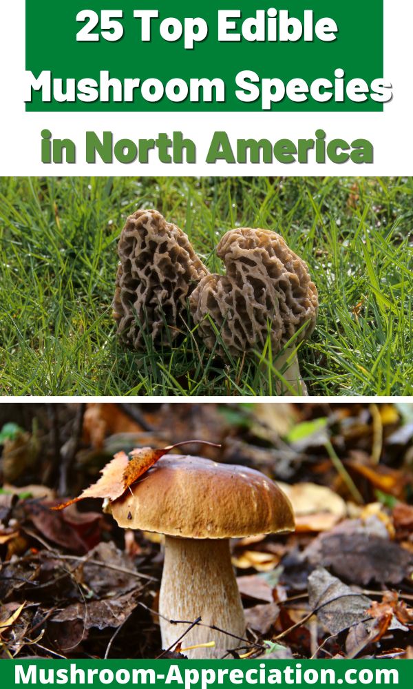 25 Top Edible Mushroom Species in North America - Mushroom Appreciation