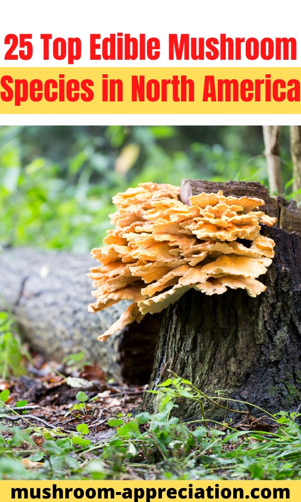 25 Top Edible Mushroom Species in North America - Mushroom Appreciation