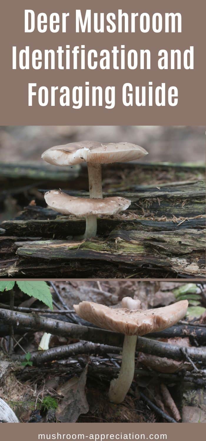 Deer Mushroom Identification And Foraging Guide Mushroom Appreciation