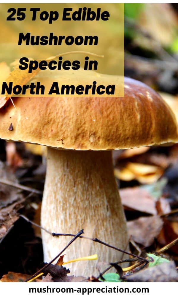 25 Top Edible Mushroom Species In North America Mushroom Appreciation