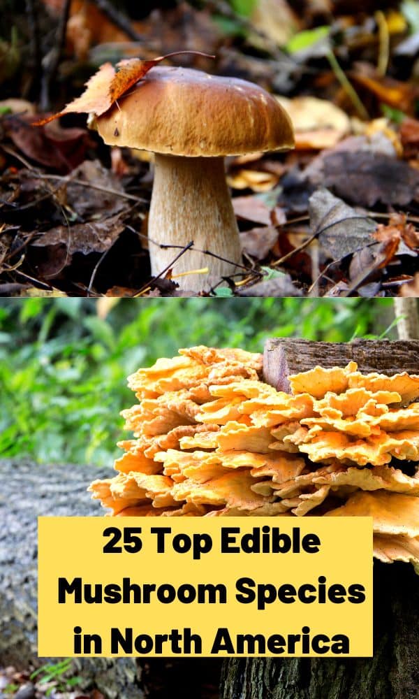 25 Top Edible Mushroom Species in North America - Mushroom Appreciation