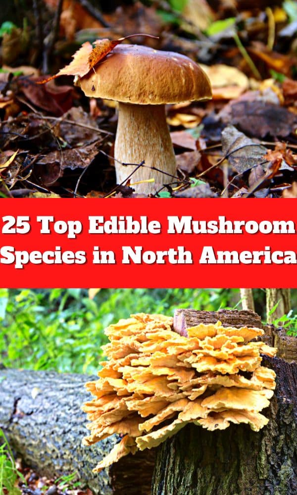 25 Top Edible Mushroom Species in North America - Mushroom Appreciation