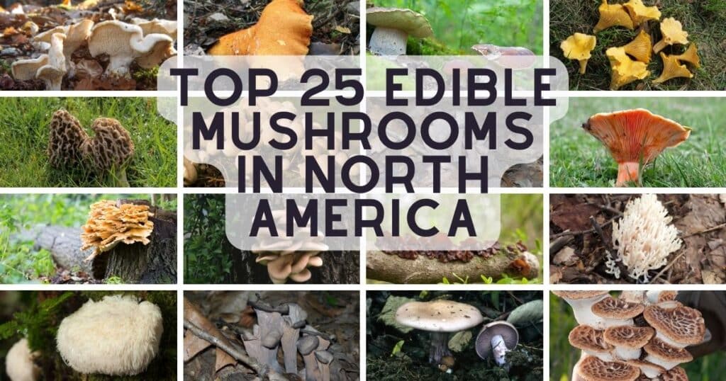 25 Top Edible Mushroom Species in North America - Mushroom Appreciation