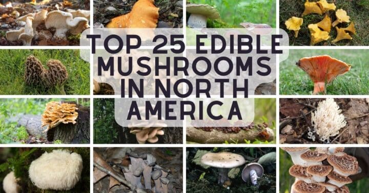 25 Top Edible Mushroom Species in North America - Mushroom Appreciation