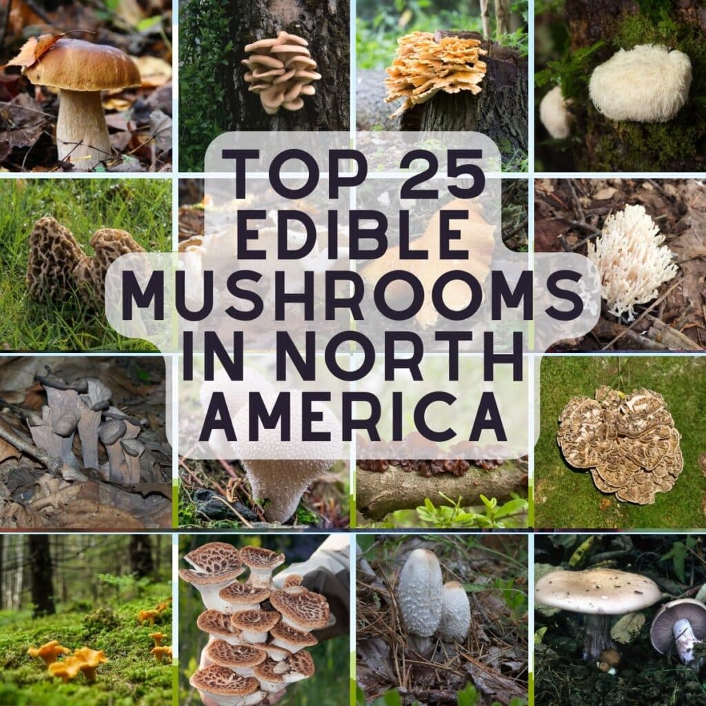 Mushroom Species - Mushroom Appreciation