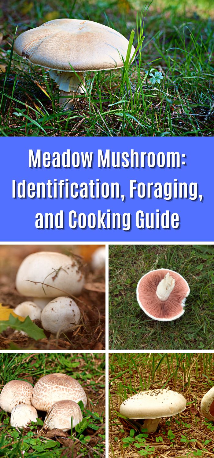 Meadow Mushroom: Identification, Foraging, and Cooking Guide - Mushroom ...