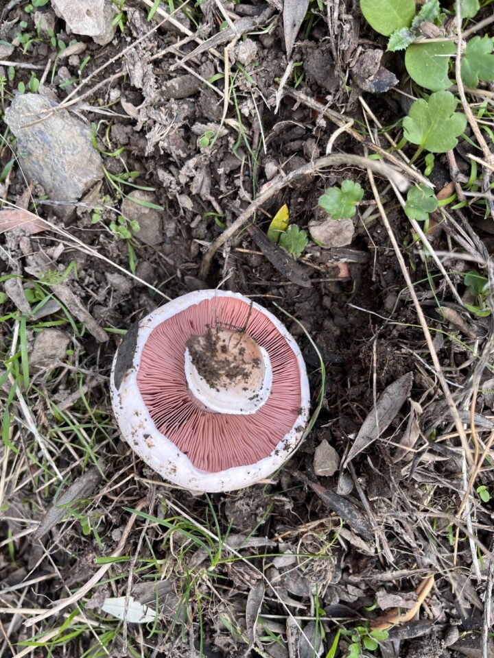 Meadow Mushroom: Identification, Foraging, and Cooking Guide - Mushroom ...