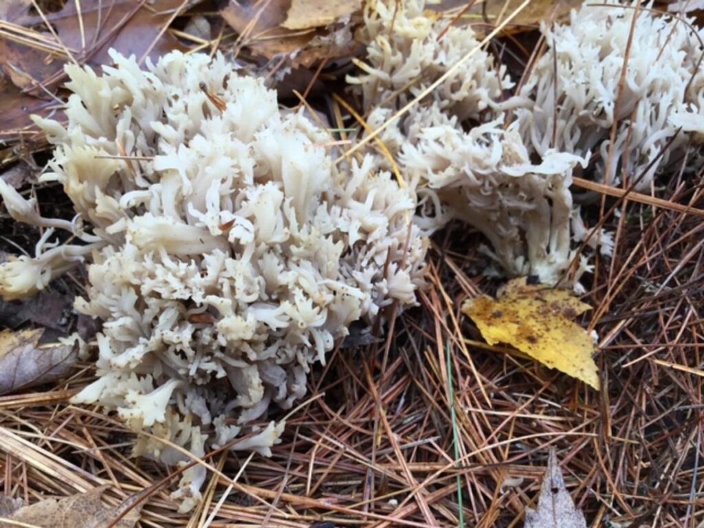 White Coral Fungus Identification Guide Mushroom Appreciation   1110316 Clavulina Cinerea 1024x768 