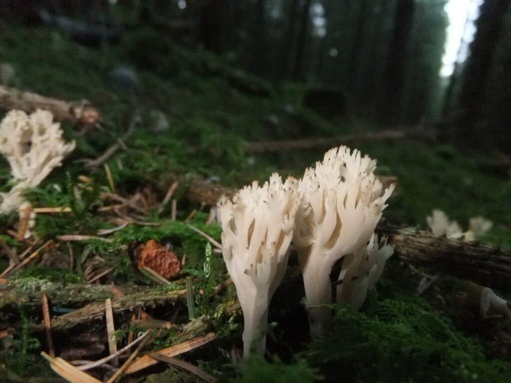 White Coral Fungus Identification Guide Mushroom Appreciation   12 White Crested Coral 1024x768 