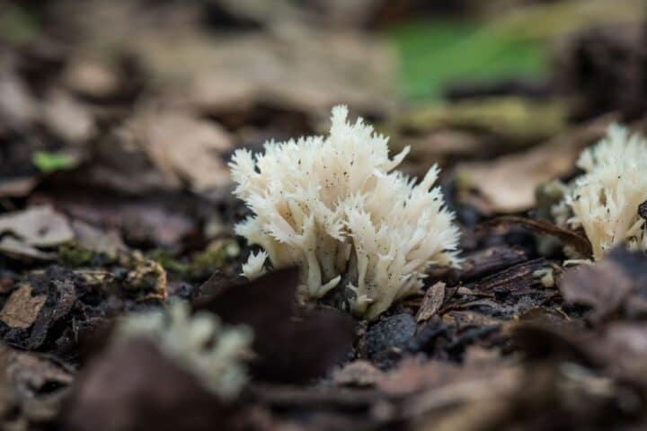 White Coral Fungus Identification Guide Mushroom Appreciation   13 White Crested Coral 720x480 