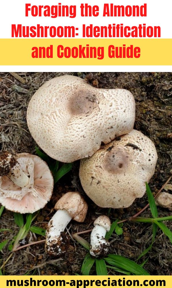 Foraging the Almond Mushroom: Identification and Cooking Guide ...