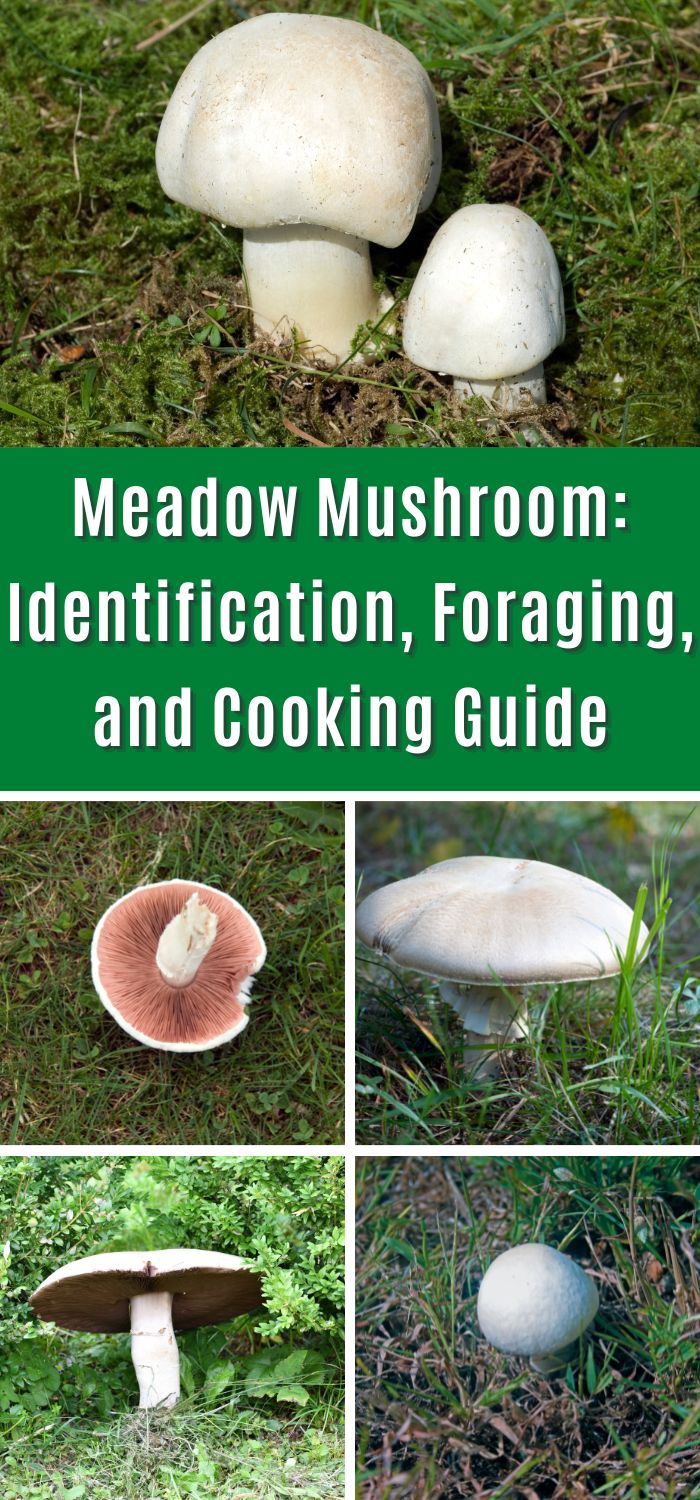 Meadow Mushroom: Identification, Foraging, and Cooking Guide - Mushroom ...