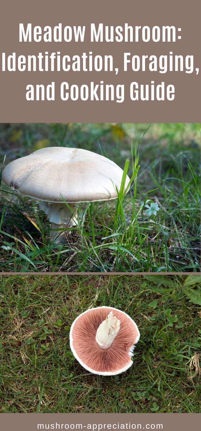 Meadow Mushroom: Identification, Foraging, and Cooking Guide - Mushroom ...