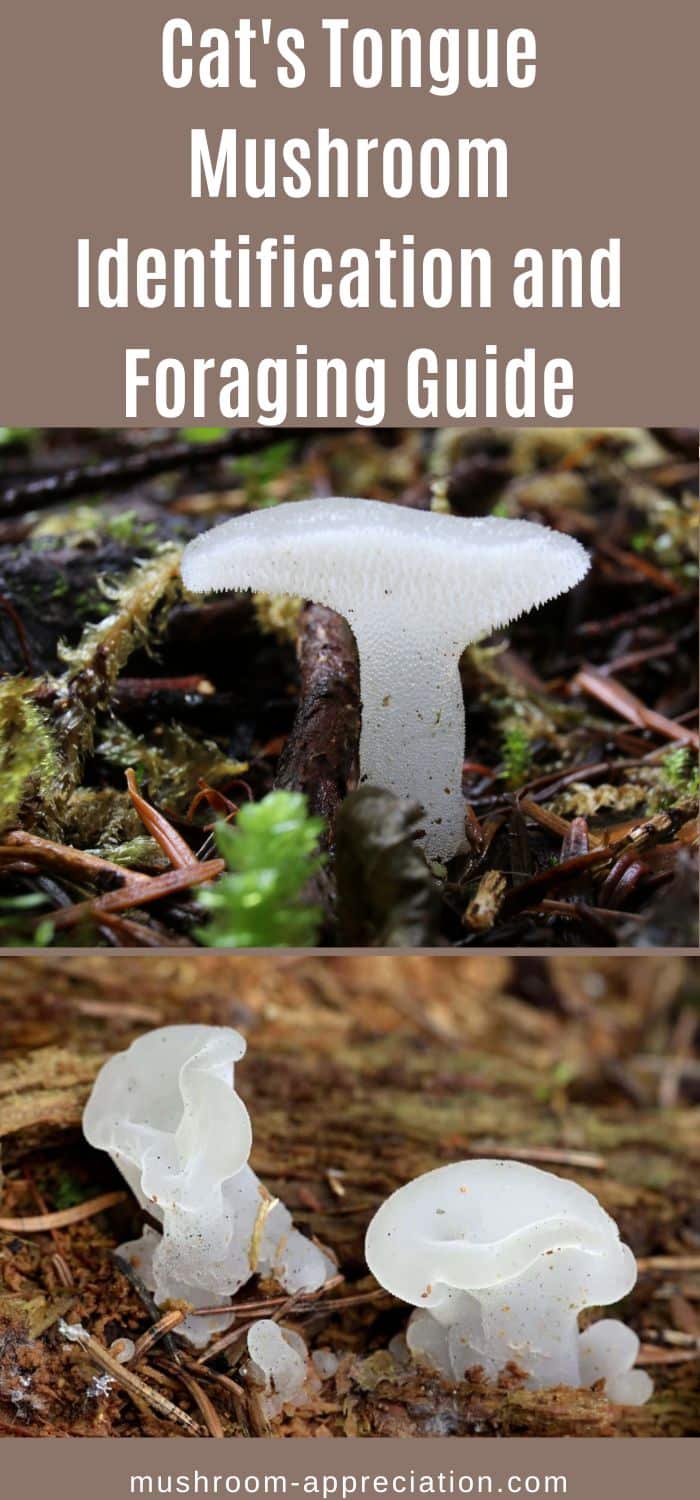 Cat's Tongue Mushroom Identification and Foraging Guide - Mushroom ...