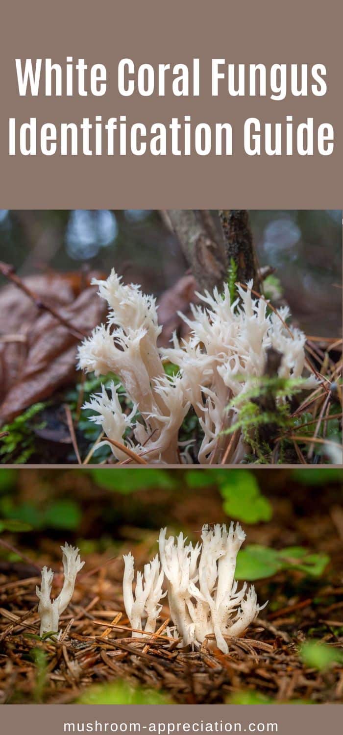 White Coral Fungus Identification Guide Mushroom Appreciation   3 7 